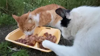 The cat eats food in a funny way.