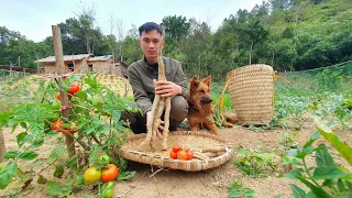 Forest yam for soup, Harvest tomatoes, Plant ornamental plants