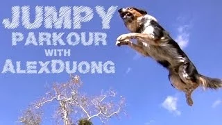Alex & Jumpy - The Parkour Dog