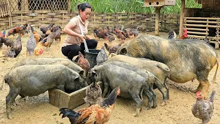 Dig Trenches for flood water in the farm - Boil sweet potatoes - Animal care | Trieu Mai Huong