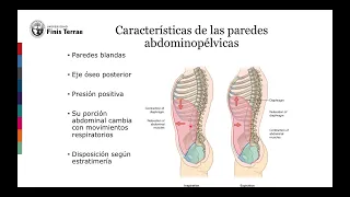 Pared de abdomen 1