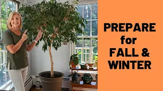 Help Your Ficus Tree Thrive during Fall and Winter