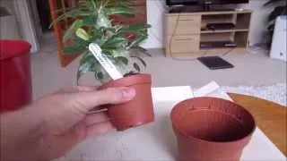 Repotting a pachypodium saundersii