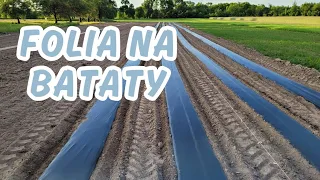 Rozkładamy folię bio pod bataty WŁASNĄ MASZYNĄ. Formownica do zagonów IWAN1