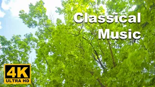 🎧 Classical Music | Walking Through the Forest | Beethoven Fur Elise | Relaxing Music