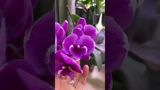 Phalaenopsis Big Lip Black Bear  Фаленопсис Биг Лип Чёрный Медведь