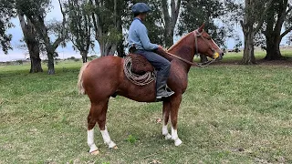 VENDIDO Caballo ruano entrepesado de Libres para entendidos $800 mil LOSEQUINOS.COM