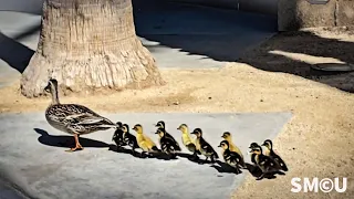 Ducks on Parade: Feathered Family Stops Traffic on Venice Boulevard