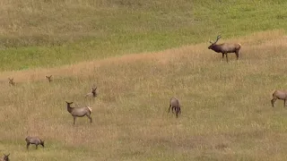 Bull Elk and herd grazing on a Colorado meadow and doing their thing.