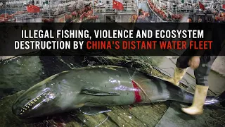 Illegal fishing, violence and ecosystem destruction by China's distant water fleet