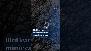 [SOUND ON] Bird mimics police car siren