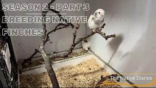 Breeding native British Finches - Season 2 Part 2