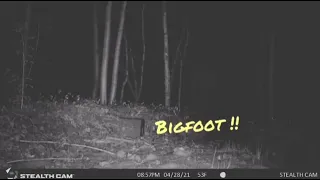 Bigfoot caught on trail camera