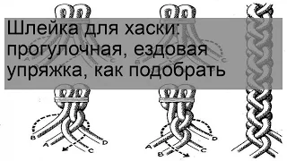 Шлейка для хаски: прогулочная, ездовая упряжка, как подобрать