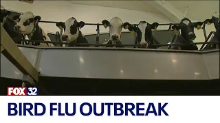 Bird flu outbreak: How worried should we be?