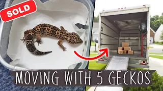 Moving House With Reptiles  & Their Tanks | HOW WE DID IT