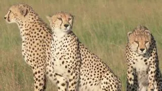 Jackson Looseyia : Big Cats of the Mara
