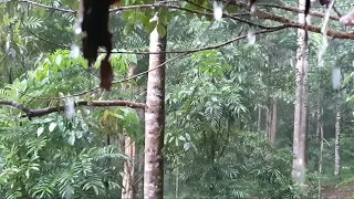 Relaxation Sounds of HEAVY RAIN and THUNDERSTORM #asmrsounds