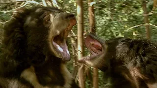 Deadly Sloth Bears Fight over Food | Deadly 60 | Earth Unplugged