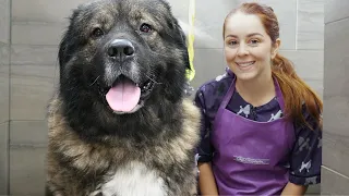 Why would ANYONE want a Caucasian Shepherd?