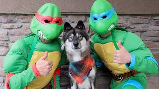 Kakoa's Favorite Stories With Ninja Turtles!