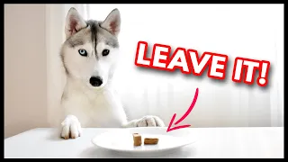 HOW TO TEACH YOUR DOG TO LEAVE IT! | Train Any Dog to Leave Things Alone
