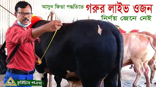 473-আসুন ফিতা পদ্ধতিতে গরুর লাইভ ওজন নির্ণয় জেনে নেই ।গরুর খামার ,ষাড় গরু পালন।চিত্রপুরী কৃষিচিত্র ।