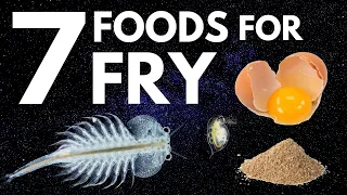 Top 7 Foods for Fry (Baby Fish)