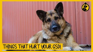 8 Things That Emotionally Hurt Your German Shepherd