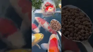 Feeding the Koi Fish 😍 🍽