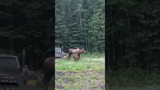 New Baby Moose Twins
