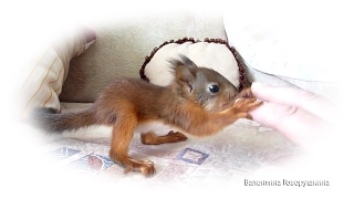 Baby squirrel Noble.  Бельчонок Нобель. Учимся играть. 手工蛋白質