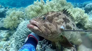 memanah ikan kerapu,boronang, di spot pelabuhan veri pulau tomia,wakatobi