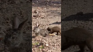 Mongooses tear a baby hare apart! 😢