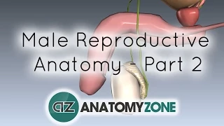 Introduction to Male Reproductive Anatomy - Part 2 - Vas Deferens and Accessory Glands