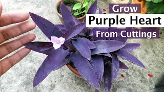 Growing Purple Heart plant From Cutting , Purple Heart Plant Propagation .