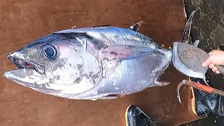 Bigeye Tuna Cutting Skill  - How to Cut a Bigeye Tuna for Sashimi