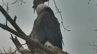 Decorah Eagles Dad hanging out 11 12 2017