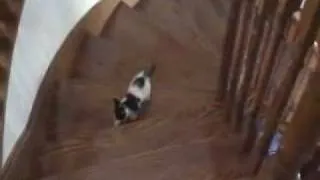 Kitten Falls down the Stairs