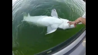 Columbia river giant white sturgeon