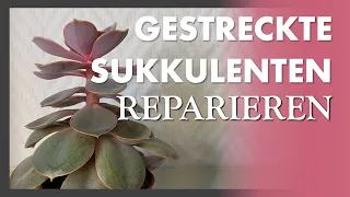 Wir reparieren eine GESTRECKTE SUKKULENTE ✂️🌵 Schritt für Schritt - und gratis Pflanzen gibt es auch