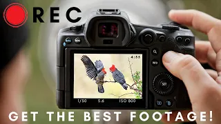 Filming Wildlife & Birds | Get the BEST Footage with these Tips!