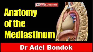 Mediastinum, Dr Adel Bondok