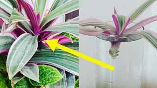How to propagate the Rhoeo Tricolor || water and soil propagation of Oyster plant/Boat lily