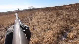 Pheasant Hunting South Dakota Last Day on ShotKam