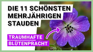 Die 11 schönsten mehrjährigen Stauden, die jeden Winter überstehen