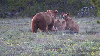 Grizzly 399:  Incredible photos and footage of her capturing a calf elk for her four cubs.