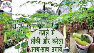 How to grow Bottle Gourd & Bitter Gourd in pots? गमले में लौकी और करेला कैसे उगायें ?