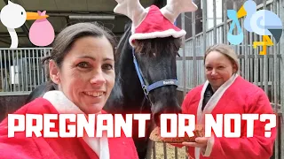 Pregnant or not? We tell all about it, give Christmas cake to the horses | Friesian Horses #vlogmas