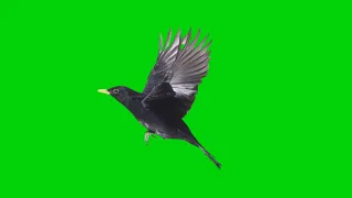 Blackbird Flying Green Screen Effects HD || Chroma Key No Copyright